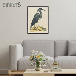 "Artery8 Blue Heron Natural History Illustration Catesby Framed Canvas Wall Art in Beige - Size: W24"" x H32""" - thumbnail 3