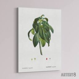 "Artery8 Spurge Laurel Botanical Redoute Vintage Canvas Wall Art in White - Size: W18"" x H24""" - thumbnail 2