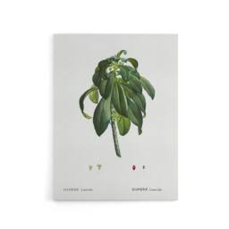 "Artery8 Spurge Laurel Botanical Redoute Vintage Canvas Wall Art in White - Size: W18"" x H24""" - thumbnail 1