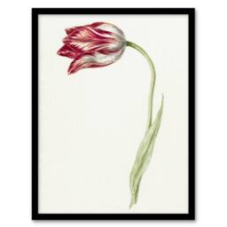 "Artery8 Pink Tulip Flower Drawing Jean Bernard Vintage Framed Wall Art Print in White - Size: W12"" x H16""" - thumbnail 1