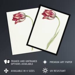 "Artery8 Pink Tulip Flower Drawing Jean Bernard Vintage Framed Wall Art Print in White - Size: W12"" x H16""" - thumbnail 2