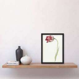 "Artery8 Pink Tulip Flower Drawing Jean Bernard Vintage Framed Wall Art Print in White - Size: W12"" x H16""" - thumbnail 4