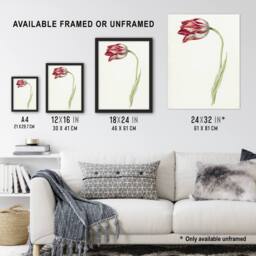 "Artery8 Pink Tulip Flower Drawing Jean Bernard Vintage Framed Wall Art Print in White - Size: W12"" x H16""" - thumbnail 3