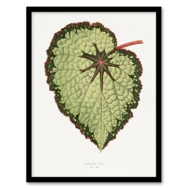 Artery8 AF Lydon B Fawcett Begonia Rex Isis Variety Leaf Framed Wall Art Print in White - Size: A4 - image 1