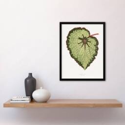 Artery8 AF Lydon B Fawcett Begonia Rex Isis Variety Leaf Framed Wall Art Print in White - Size: A4 - thumbnail 4