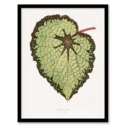 Artery8 AF Lydon B Fawcett Begonia Rex Isis Variety Leaf Framed Wall Art Print in White - Size: A4 - thumbnail 1