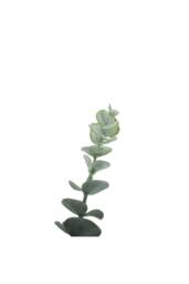 KDMD Essential Grey Eucalyptus Bush 5 Heads 3 Pack - thumbnail 6