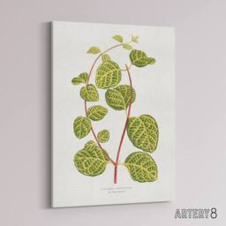 "Artery8 AF Lydon Benjamin Fawcett Lonicera Brachypoda Leaves Canvas Art Print in White - Size: W12"" x H16""" - thumbnail 2