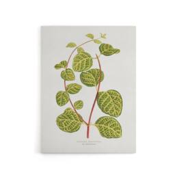 "Artery8 AF Lydon Benjamin Fawcett Lonicera Brachypoda Leaves Canvas Art Print in White - Size: W12"" x H16""" - thumbnail 1