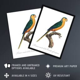 "Artery8 The Yellow Fronted Parakeet Levaillant Wall Art Poster Print in White - Size: W12"" x H16""" - thumbnail 2