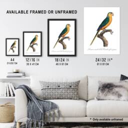 "Artery8 The Yellow Fronted Parakeet Levaillant Wall Art Poster Print in White - Size: W12"" x H16""" - thumbnail 3