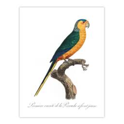 "Artery8 The Yellow Fronted Parakeet Levaillant Wall Art Poster Print in White - Size: W12"" x H16""" - thumbnail 1