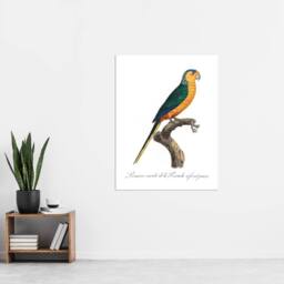 "Artery8 The Yellow Fronted Parakeet Levaillant Wall Art Poster Print in White - Size: W12"" x H16""" - thumbnail 4