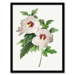 Artery8 Pierre J Redoute Framed Wall Art Vintage Hibiscus Flower Illustration in White - Size: A4 - thumbnail 1