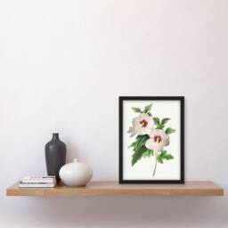 Artery8 Pierre J Redoute Framed Wall Art Vintage Hibiscus Flower Illustration in White - Size: A4 - thumbnail 2