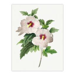 Artery8 Pierre J Redoute Framed Wall Art Vintage Hibiscus Flower Illustration in White - Size: A4 - thumbnail 3