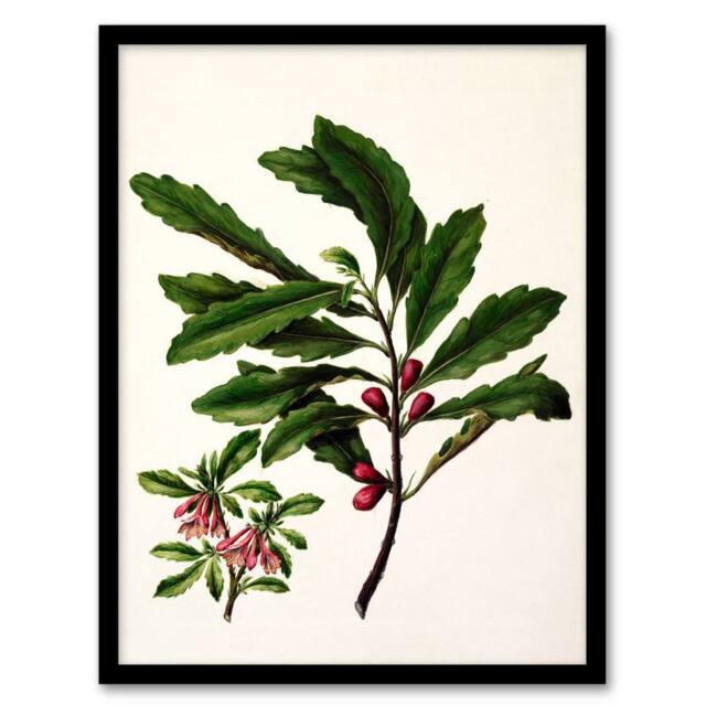 Artery8 Sarah Featon Framed Wall Art New Zealand Toropapa Flowering Plant in Beige - Size: A4 - image 1