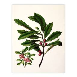 Artery8 Sarah Featon Framed Wall Art New Zealand Toropapa Flowering Plant in Beige - Size: A4 - thumbnail 3