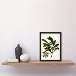 Artery8 Sarah Featon Framed Wall Art New Zealand Toropapa Flowering Plant in Beige - Size: A4 - thumbnail 2