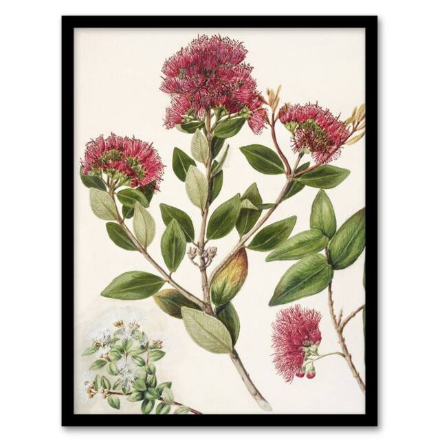 "Artery8 New Zealand Rata Flowers Illustration Featon Framed Wall Art Print in Beige - Size: W12"" x H16""" - image 1