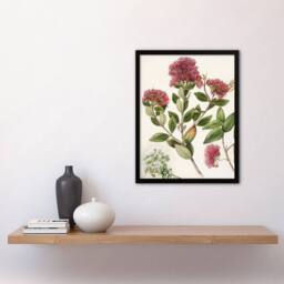 "Artery8 New Zealand Rata Flowers Illustration Featon Framed Wall Art Print in Beige - Size: W12"" x H16""" - thumbnail 4