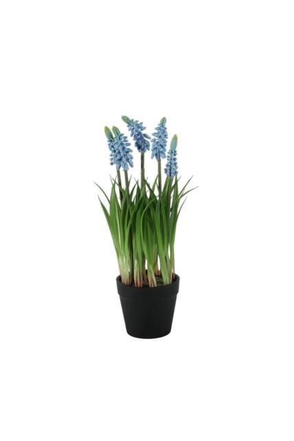 KDMD Blue Muscari Potted Plant 25cm - image 1