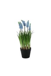KDMD Blue Muscari Potted Plant 25cm - thumbnail 1