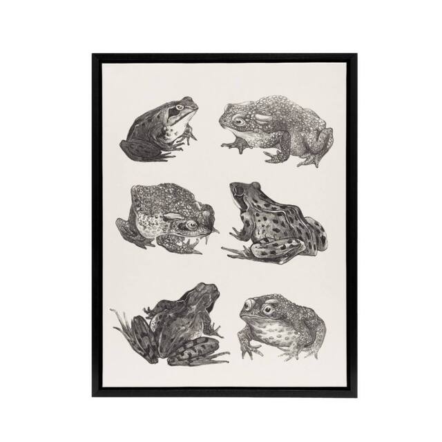 "Artery8 Six Frogs & Toads Pencil Drawing Framed Canvas Wall Art Print Hoytema in White - Size: W18"" x H24""" - image 1