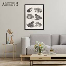 "Artery8 Six Frogs & Toads Pencil Drawing Framed Canvas Wall Art Print Hoytema in White - Size: W18"" x H24""" - thumbnail 3