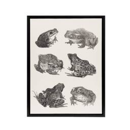 "Artery8 Six Frogs & Toads Pencil Drawing Framed Canvas Wall Art Print Hoytema in White - Size: W18"" x H24""" - thumbnail 1