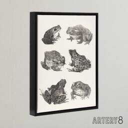 "Artery8 Six Frogs & Toads Pencil Drawing Framed Canvas Wall Art Print Hoytema in White - Size: W18"" x H24""" - thumbnail 2