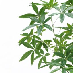 Leaf Artificial Money Tree Pachira Realistic Faux Tree 180cm in Green - thumbnail 2