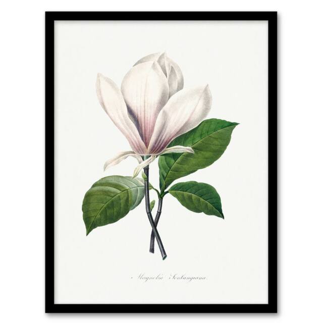 Artery8 Pierre Joseph Redoute Framed Wall Art Print Saucer Magnolia Flower in White - Size: A4 - image 1