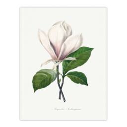 Artery8 Pierre Joseph Redoute Framed Wall Art Print Saucer Magnolia Flower in White - Size: A4 - thumbnail 3