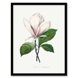 Artery8 Pierre Joseph Redoute Framed Wall Art Print Saucer Magnolia Flower in White - Size: A4 - thumbnail 1