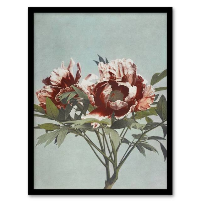 Artery8 Tree Peonies Pink Flower Blooms Vintage Framed Wall Art Print Kazumasa in Blue - Size: A4 - image 1