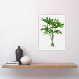 "Artery8 Licuala Spinosa Palm Tree Oswald de Kerchove Wall Art Poster Print in White - Size: W12"" x H16""" - thumbnail 4
