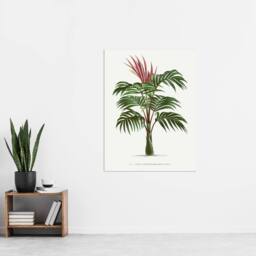 "Artery8 Kentiopsis Macrocarpa Palm Tree Kerchove Wall Art Print in White - Size: W18"" x H24""" - thumbnail 4