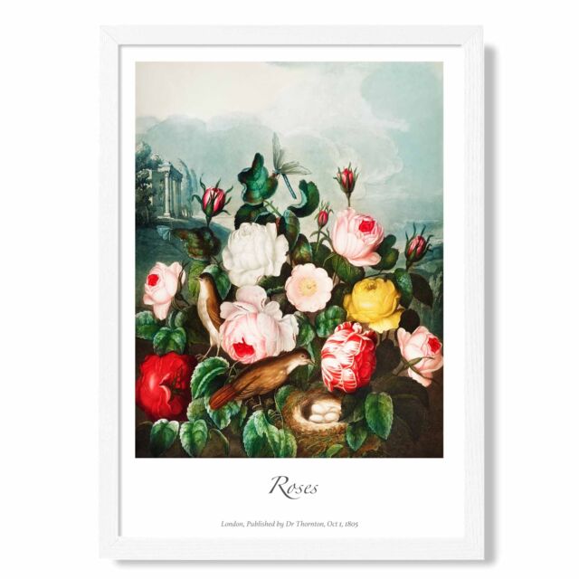 ARTZE Vintage Floral Exhibition - Cottage Roses Framed Print SIZE: A3 with White Frame in Red - Size: A4 - image 1