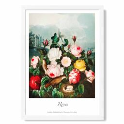 ARTZE Vintage Floral Exhibition - Cottage Roses Framed Print SIZE: A3 with White Frame in Red - Size: A4 - thumbnail 1