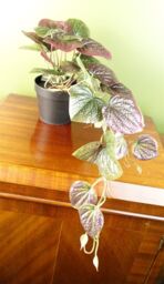 Leaf Artificial 35cm Trailing Purple Potted Pothos Plant - thumbnail 2