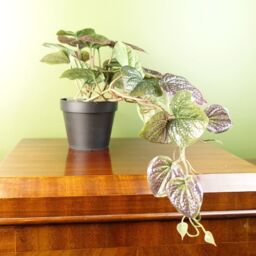 Leaf Artificial 35cm Trailing Purple Potted Pothos Plant - thumbnail 1