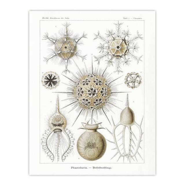 "Artery8 Phaeodaria Amoeba Vintage Haeckel Botanical Wall Art Print Poster in White - Size: W18"" x H24""" - image 1
