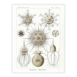 "Artery8 Phaeodaria Amoeba Vintage Haeckel Botanical Wall Art Print Poster in White - Size: W18"" x H24""" - thumbnail 1