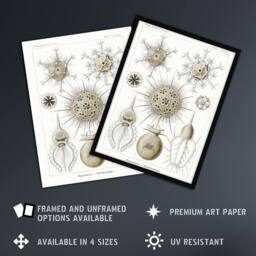 "Artery8 Phaeodaria Amoeba Vintage Haeckel Botanical Wall Art Print Poster in White - Size: W18"" x H24""" - thumbnail 2