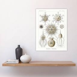 "Artery8 Phaeodaria Amoeba Vintage Haeckel Botanical Wall Art Print Poster in White - Size: W18"" x H24""" - thumbnail 4
