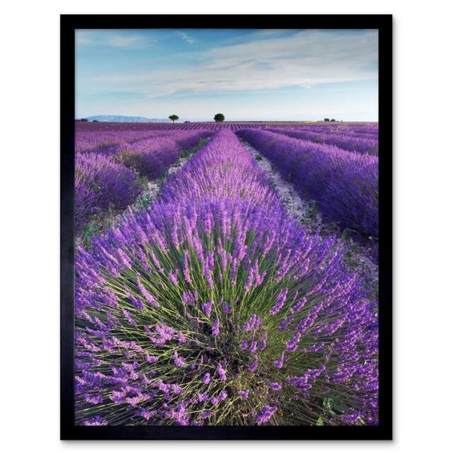"Artery8 Lavender Field Provence France Morning Flowers 12x16"" Framed Art Print in Purple - Size: W12"" x H16""" - image 1