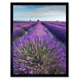 "Artery8 Lavender Field Provence France Morning Flowers 12x16"" Framed Art Print in Purple - Size: W12"" x H16""" - thumbnail 1