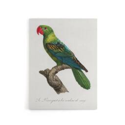 "Artery8 The Great Billed Parrot Francois Levaillant Canvas Wall Art Print in White - Size: W12"" x H16""" - thumbnail 1
