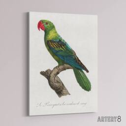 "Artery8 The Great Billed Parrot Francois Levaillant Canvas Wall Art Print in White - Size: W12"" x H16""" - thumbnail 2